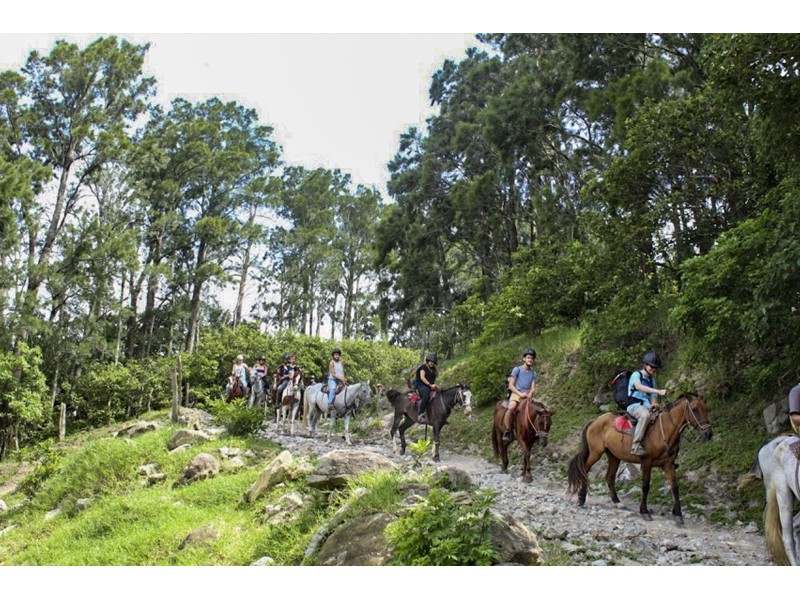 Guided Horseback Riding...