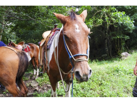 Tour Guiado de Cabalgata en Monteverde